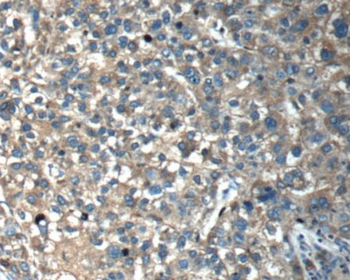OLFM3 Antibody