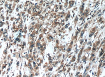 OPHN1 Antibody