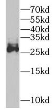 OLR1 Antibody
