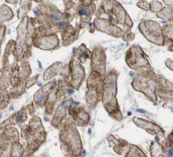 OLR1 Antibody