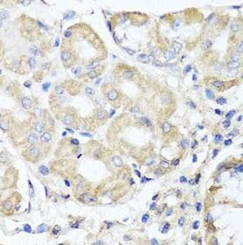 OPA3 Antibody