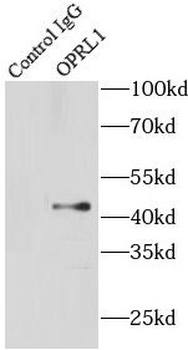 OPRL1 Antibody