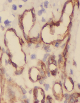 OPRL1 Antibody