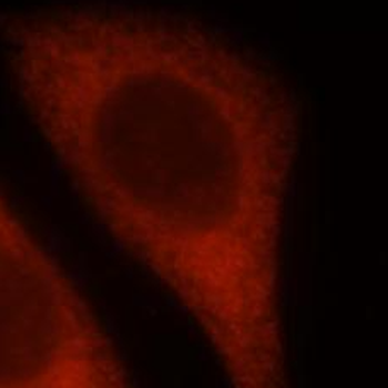 OPTN Antibody