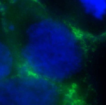 ORAI1 Antibody