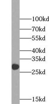 ORAI1 Mouse Monoclonal Antibody