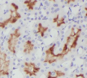 ORAI2 Antibody