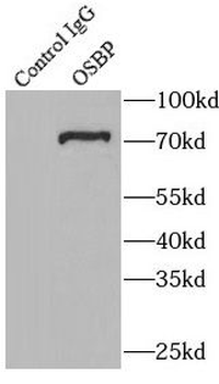 OSBP Antibody