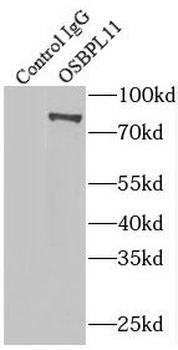 OSBPL11 Antibody