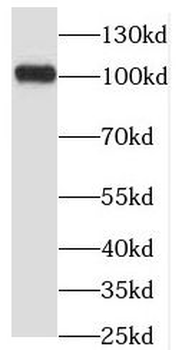 OSBPL3 Antibody