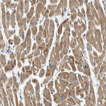 ATP5PO Antibody