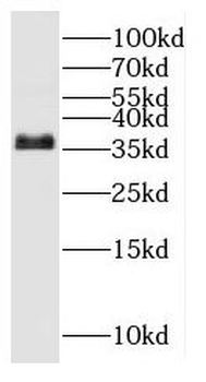 OSGEP Antibody