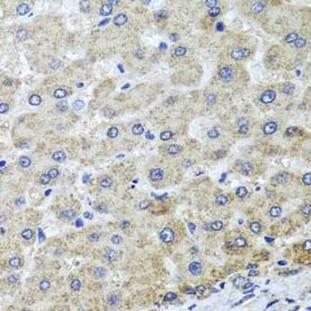 OSGEPL1 Antibody