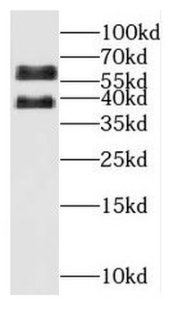 OSGIN1 Antibody