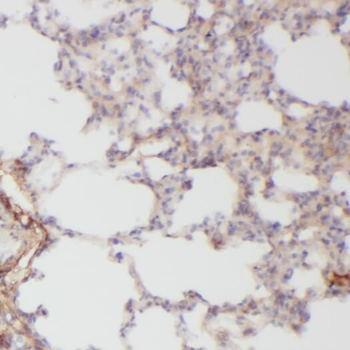 OGN Antibody