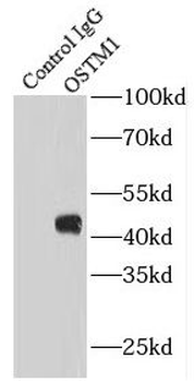 OSTM1 Antibody