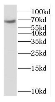 OTOP1 Antibody