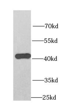 OXA1L Antibody