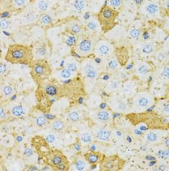 OXA1L Antibody