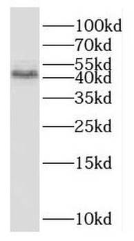 OXER1 Antibody
