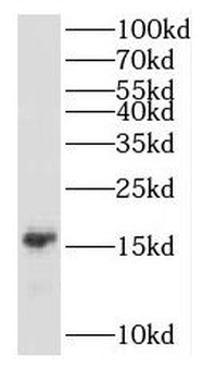 CDKN2D Antibody