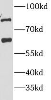 P2RX4 Antibody
