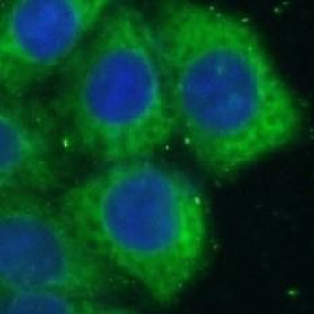 P2RX4 Antibody