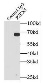 P2RX4 Antibody