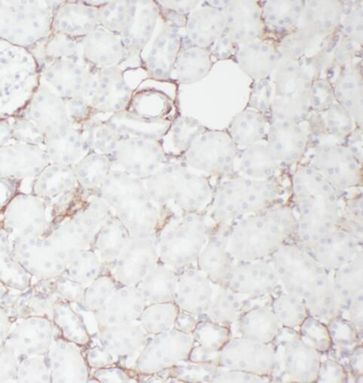 P2RX4 Antibody