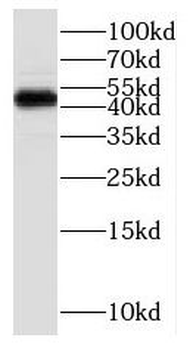 P2RY6 Antibody