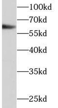 P4HA1 Antibody