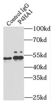 P4HA1 Antibody