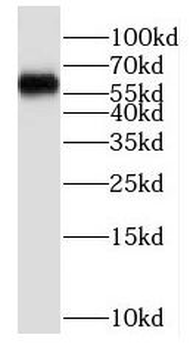 P4HA2 Antibody