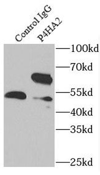 P4HA2 Antibody