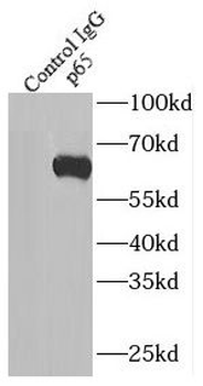 RELA Antibody