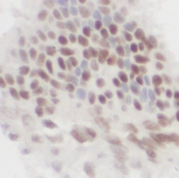 PA2G4 Antibody