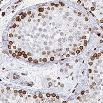 PABPC3 Antibody