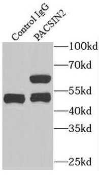 PACSIN2 Antibody