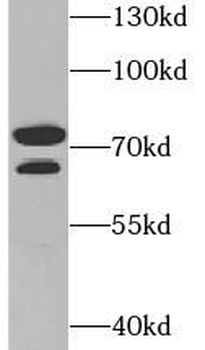 PADI4 Antibody