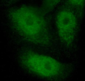 PADI4 Antibody
