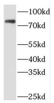 PAF1 Antibody