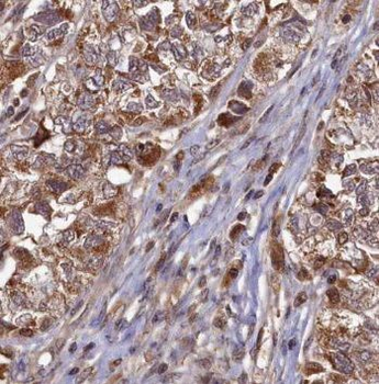 PAF1 Antibody