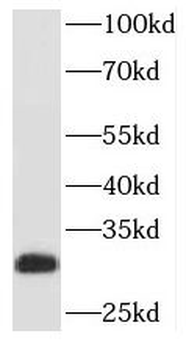 PAFAH1B2 Antibody