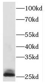PAFAH1B3 Antibody