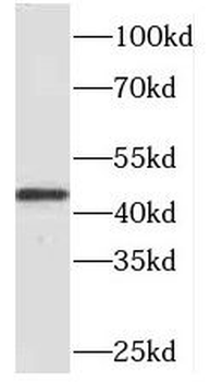 PAFAH2 Antibody