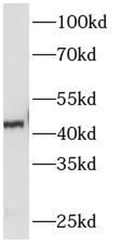 SERPINE1 Antibody