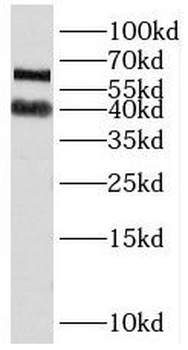 PAIP1 Antibody