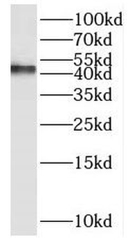 PAK1IP1 Antibody