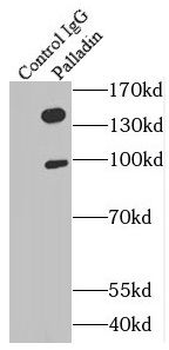 PALLD Antibody