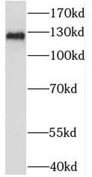 PAN2 Antibody